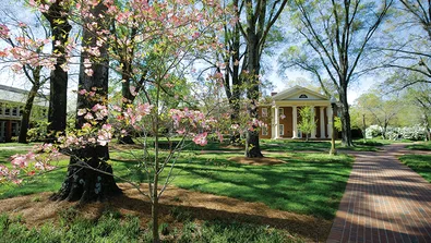 Furman Trees