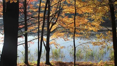 Running Central Wisconsin Gallery Trees