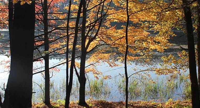 Running Central Wisconsin Gallery Trees