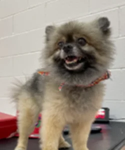 Coach Bear - Camp Staff